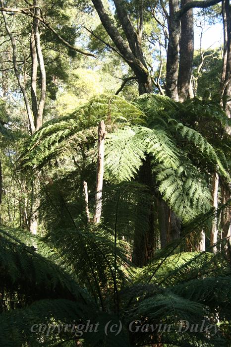 Tree fern gully, Pirianda Gardens IMG_7119.JPG